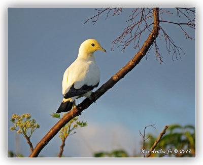Pied Imperial Pigeon 