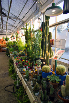 greenhouse cactus section