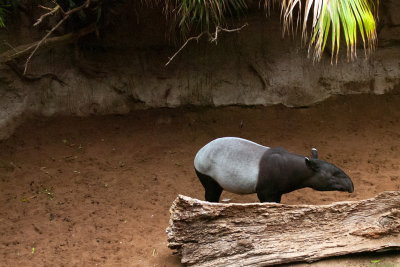 malay tapir