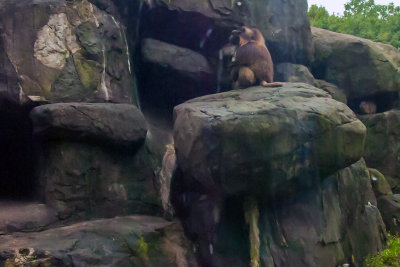 gelada baboon and rock hyrax