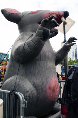 the NYC rat