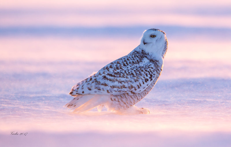 Snowy Owl (Harfang des neiges)