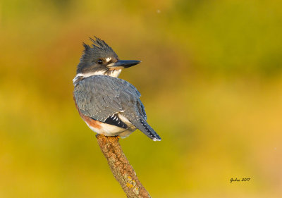 Martin-pcheur d'Amrque (Belted Kingfischer)