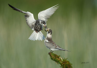 Guifette noire (Black Tern)