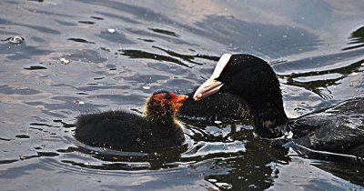 A  mothers  love