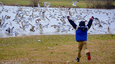 My grandson chasing seagulls at Core Creek Park Langhorne PA