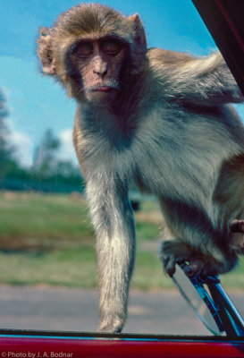 Curious Monkey NJ