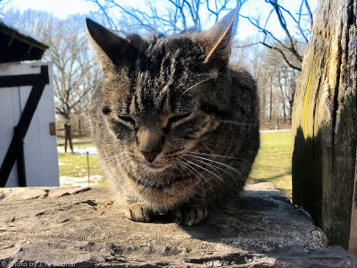 Napping Kitty Pennsbury Manor PA