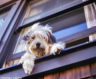 Doggy from a window in San Francisco