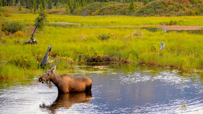 Denali moose