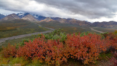 Denali valley view