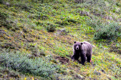 Our first Grizzly sighting at a bus break