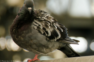 Munich pigeon at rest