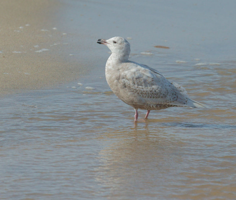 Glaucous Gull x (Herring?)