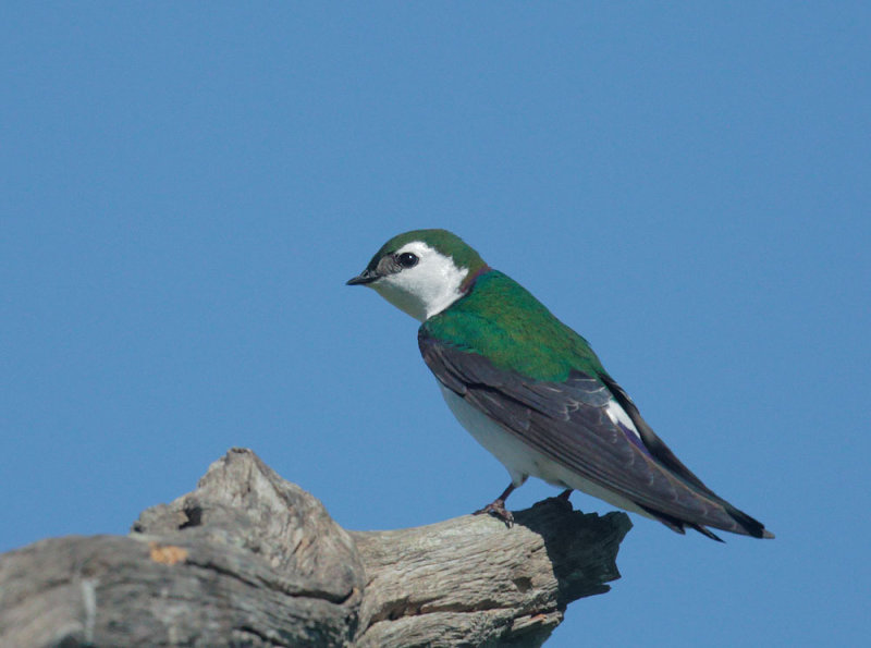 Violet-green Swallow, male
