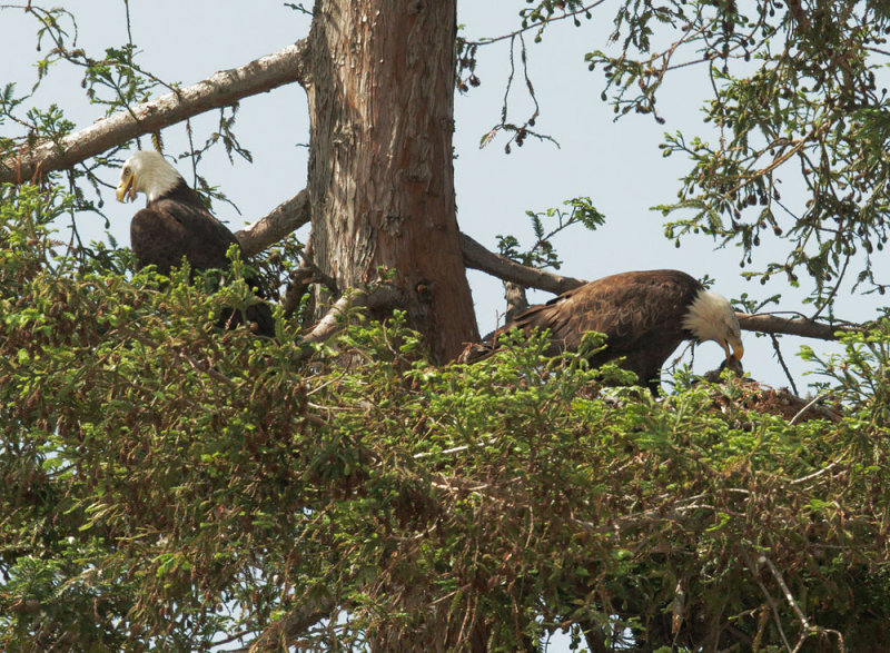 Bald Eagles, adult male, and adult female feeding nestling