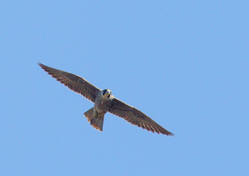 Peregrine Falcon, juvenile