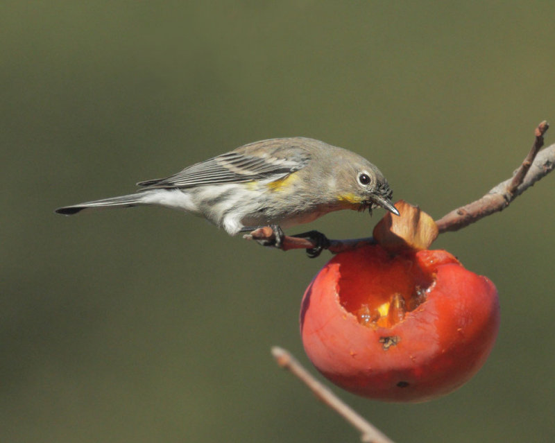 Yellow-rumped Warbler, Audubons, at persimmon tree