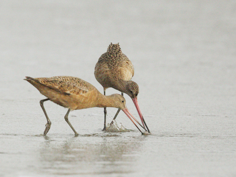 Marbled Godwits, competing for food, 1