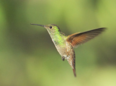 Berylline Hummingbird, female
