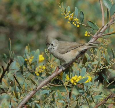 Oak Titmouse