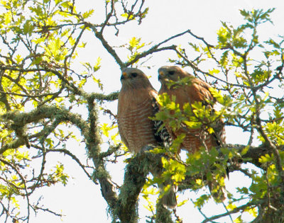 Red-shouldered Hawks, pair, afterglowing