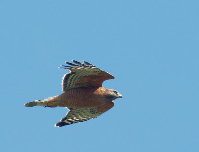 Red-shouldered Hawk, flying