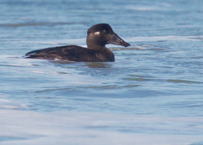 Surf Scoter