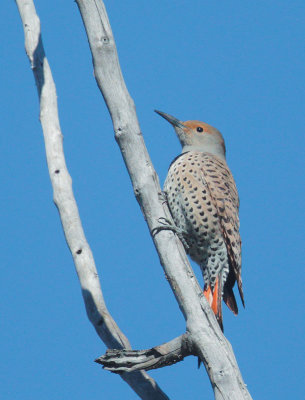 Northern Flicker, Red-shafted female