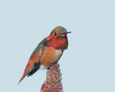 Allen's Hummingbird, male