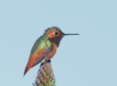 Allen's Hummingbird, male