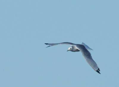 Black-legged Kittiwake