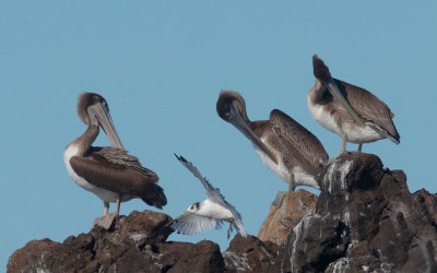Black-legged Kittiwake flying by perched Brown Pelicans