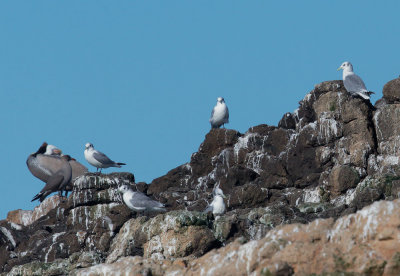 Black-legged Kittiwakes