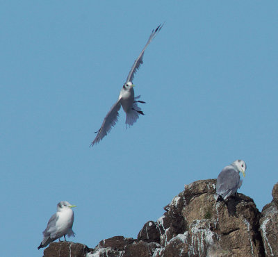 Black-legged Kittiwakes