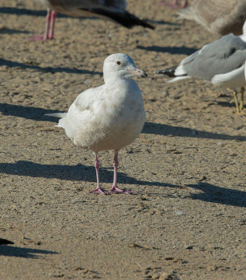 Glaucous Gull, first-cycle