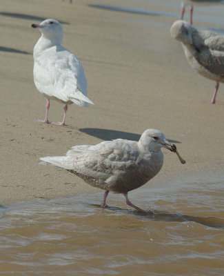 Glaucous Gull x (Herring?) and Glaucous Gull