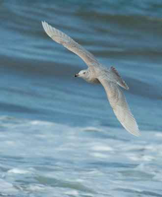 Glaucous Gull x (Herring?)