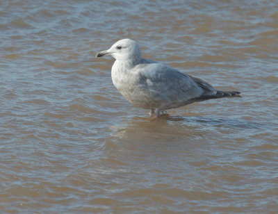 Gull sp.