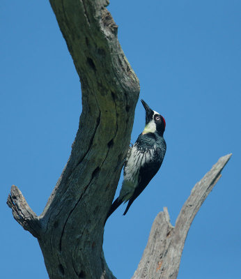 Acorn Woodpecker, male