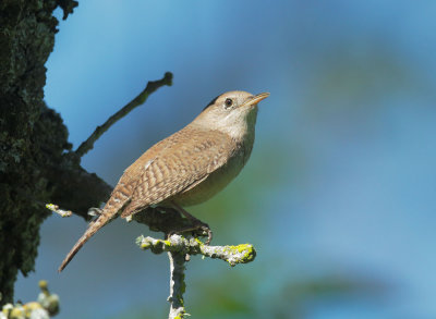 House Wren