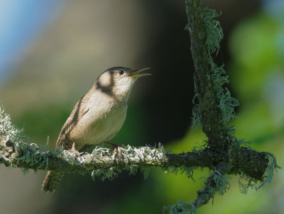 House Wren