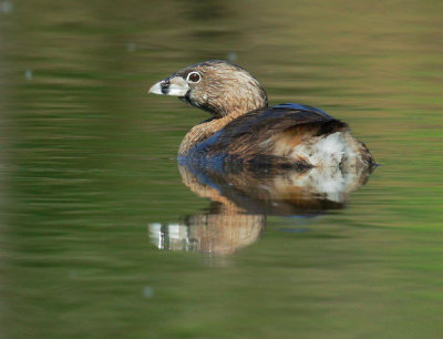 Pied-billed Grebe