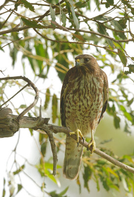 Red-shouldered Hawk, first-cycle