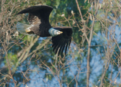 Bald Eagle, flying 3/17/17