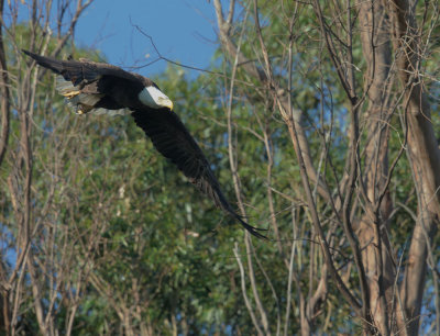 Bald Eagle, flying 3/17/17