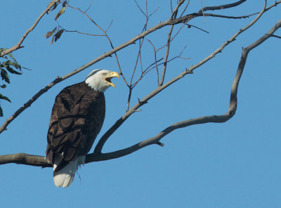 Bald Eagle 3/17/17