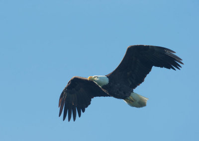 Bald Eagle, flying 3/17/17