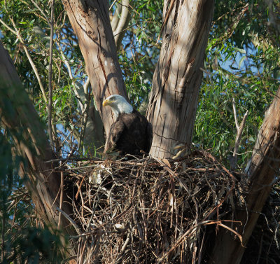 Bald Eagle at nest 3/17/17