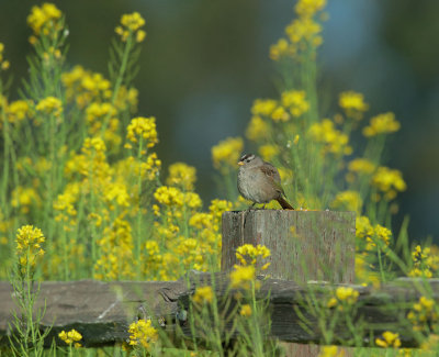 White-crowned Sparrow, with mustard grass